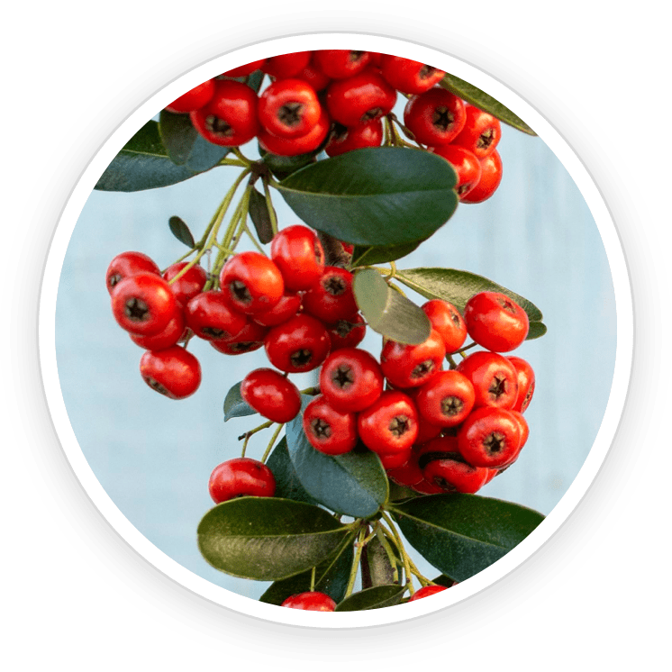 Bearberry Extract